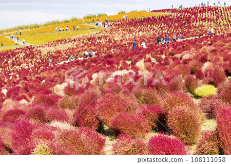 茨城縣常陸那珂市秋天的日立海濱公園、地膚和紅葉波斯菊 108111058