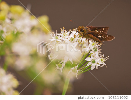 Chabaneseseri吸吮蜂蜜 108111092