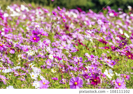 Hitachi Seaside Park in Autumn, Lots of Cosmos, Hitachinaka City, Ibaraki Prefecture Hitachi Seaside Park in Autumn, Lots of Cosmos, Hitachinaka City, Ibaraki Prefecture 108111102