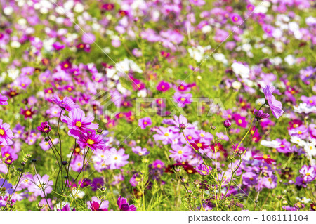 Hitachi Seaside Park in Autumn, Lots of Cosmos, Hitachinaka City, Ibaraki Prefecture Hitachi Seaside Park in Autumn, Lots of Cosmos, Hitachinaka City, Ibaraki Prefecture 108111104