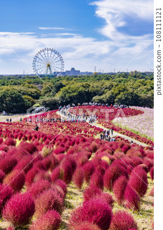 Hitachi Seaside Park in autumn, kochia with red leaves, Hitachinaka City, Ibaraki Prefecture Hitachi Seaside Park in autumn, kochia with red leaves, Hitachinaka City, Ibaraki Prefecture 108111121