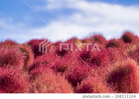 Hitachi Seaside Park in autumn, kochia with red leaves, Hitachinaka City, Ibaraki Prefecture 108111124