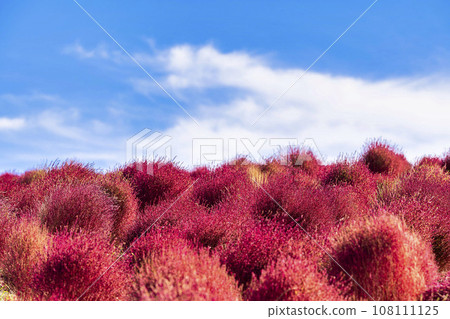 Hitachi Seaside Park in autumn, kochia with red leaves, Hitachinaka City, Ibaraki Prefecture Hitachi Seaside Park in autumn, kochia with red leaves, Hitachinaka City, Ibaraki Prefecture 108111125