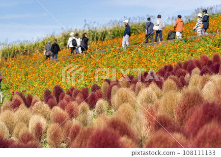 Hitachi Seaside Park in autumn, kochia and cosmos with red leaves, Hitachinaka City, Ibaraki Prefecture 108111133