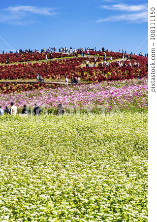 Hitachi Seaside Park in autumn, red leaves of kochia and buckwheat flowers, Hitachinaka City, Ibaraki Prefecture 108111150