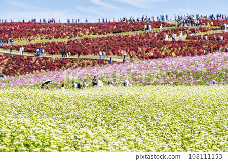 Hitachi Seaside Park in autumn, red leaves of kochia and buckwheat flowers, Hitachinaka City, Ibaraki Prefecture 108111153