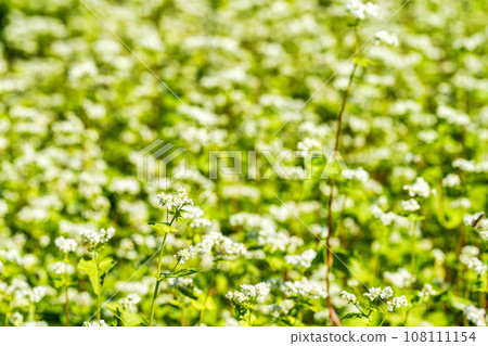 Autumn National Hitachi Seaside Park Buckwheat Flowers Hitachinaka City, Ibaraki Prefecture 108111154