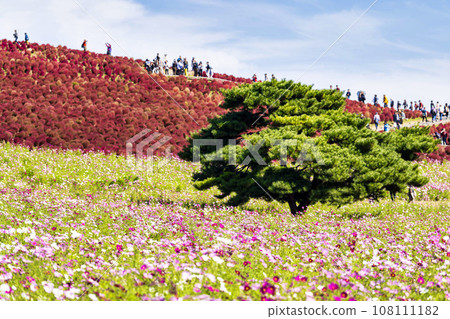 茨城縣常陸那珂市秋天的日立海濱公園、地膚和紅葉波斯菊 108111182
