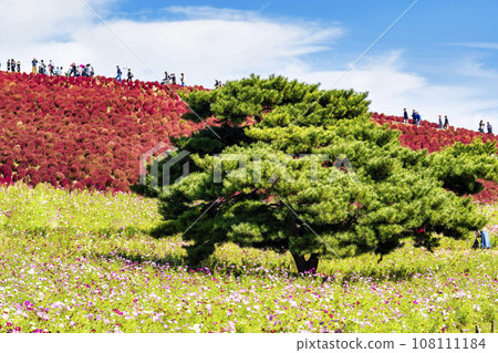 茨城縣常陸那珂市秋天的日立海濱公園、地膚和紅葉波斯菊 108111184
