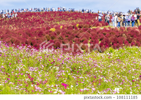 茨城縣常陸那珂市秋天的日立海濱公園、地膚和紅葉波斯菊 108111185