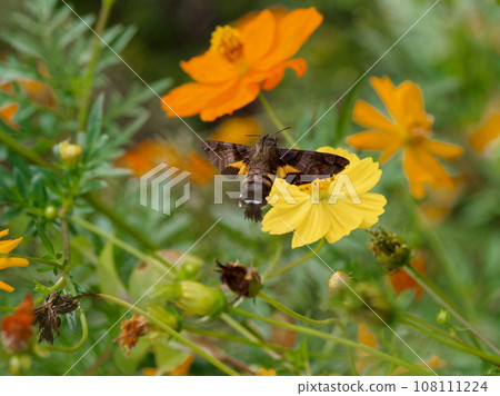 Diurnal moth, nectar-sucking flight of the family Sphingidae 108111224