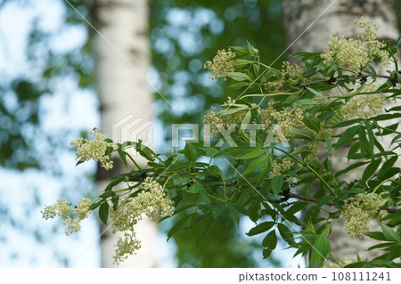 Elderflower blooming 108111241