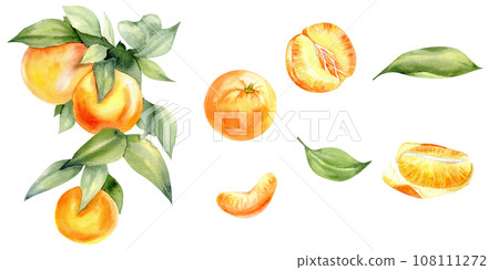 Watercolor orange mandarines set. Citrus fruit branch with green leaves, whole ripe, half, sliced on pieces, Vibrant juicy ripe citrus collection. Clementines clip art Watercolor orange mandarines set. Citrus fruit branch with green leaves, whole ripe, half, sliced on pieces, Vibrant juicy ripe citrus collection. Clementines clip art 108111272