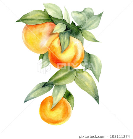 Watercolor orange tangerines branch illustration. Botanical painting with mandarin ripes and green leaves. Clementin fruits drawing for logo, inviation, card , label design Watercolor orange tangerines branch illustration. Botanical painting with mandarin ripes and green leaves. Clementin fruits drawing for logo, inviation, card , label design 108111274