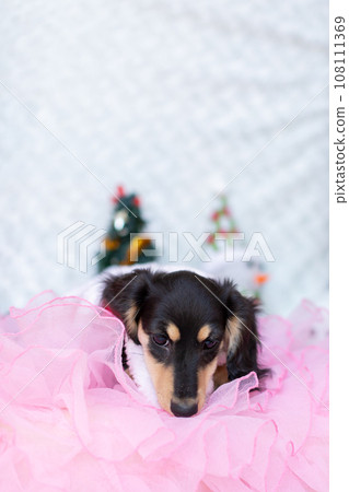 小狗 Kaninhen 臘腸犬穿著聖誕服裝 小狗 Kaninhen 臘腸犬穿著聖誕服裝 108111369