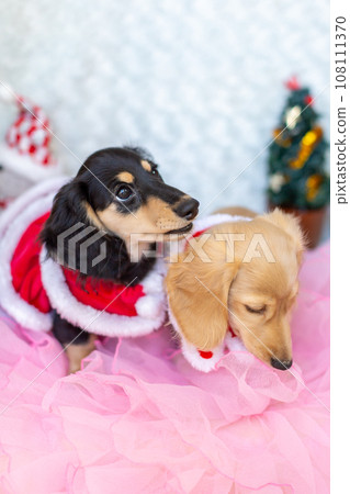 小狗 Kaninhen 臘腸犬穿著聖誕服裝 小狗 Kaninhen 臘腸犬穿著聖誕服裝 108111370