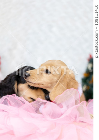 小狗 Kaninhen 臘腸犬穿著聖誕服裝 108111410