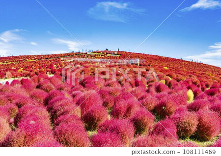 Hitachi Seaside Park in autumn, kochia with red leaves, Hitachinaka City, Ibaraki Prefecture Hitachi Seaside Park in autumn, kochia with red leaves, Hitachinaka City, Ibaraki Prefecture 108111469