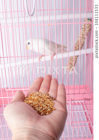 A budgie sits in a cage and looks at a human hand with food. A budgie sits in a cage and looks at a human hand with food. 108111533