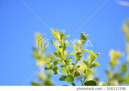 Young leaves of evergreen trees and boxwood Young leaves of evergreen trees and boxwood 108111586