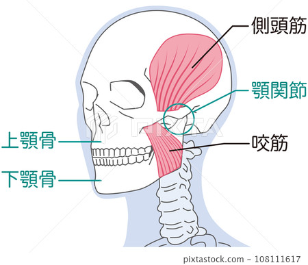 Temporalis muscle and masseter muscle - structure of temporomandibular joint 108111617