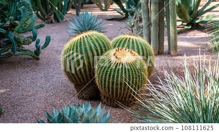 Big cactus in a cactus garden, a symbol of the harsh yet fascinating world of desert flora in Morocco. Big cactus in a cactus garden, a symbol of the harsh yet fascinating world of desert flora in Morocco. 108111625