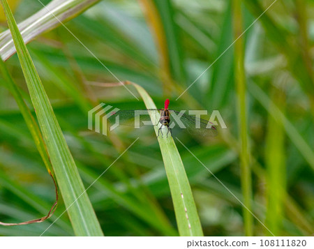 A red-spotted crab perching on a leaf of a grass plant♂ 108111820