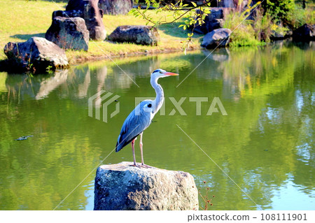  Water heron 108111901