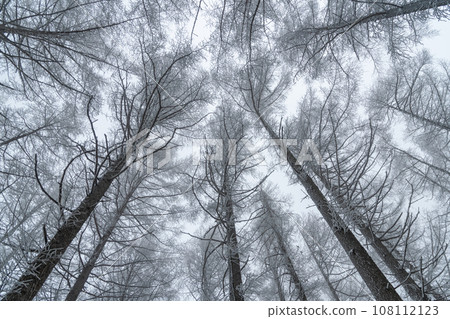 Lycrae of larch Lycrae of larch 108112123