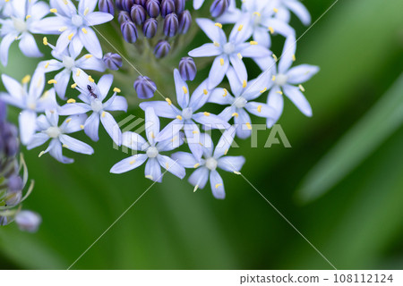 用微距鏡頭拍攝花朵 108112124