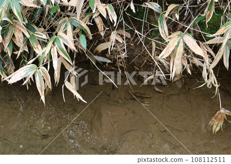 Ehime Kagegamori Bottle Salamander 108112511