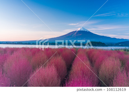 (Yamanashi Prefecture) Kochia with autumn leaves in Kawaguchiko Oishi Park and Mt. Fuji early in the morning 108112619