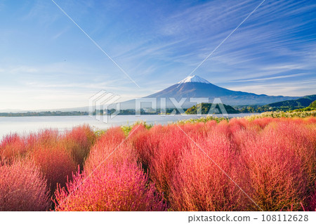 (Yamanashi Prefecture) Kochia with autumn leaves in Kawaguchiko Oishi Park and Mt. Fuji early in the morning 108112628