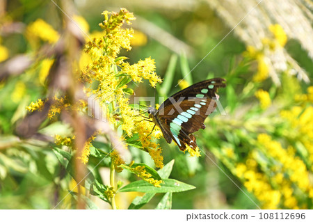 Blue-winged swallowtail sucking nectar from tall bubbling grass 108112696