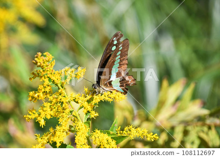 藍翅燕尾從高高的冒泡的草叢中吸取花蜜 藍翅燕尾從高高的冒泡的草叢中吸取花蜜 108112697