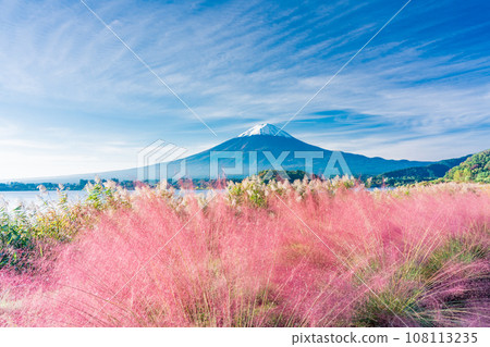 (Yamanashi Prefecture) Kawaguchiko Oishi Park in autumn, Muhlenbergia and Mt. Fuji 108113235