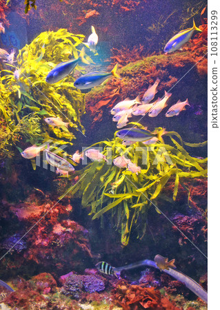 Aquarium Aquarium 108113299