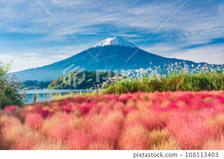 (Yamanashi Prefecture) Kochia with autumn leaves at Kawaguchiko Oishi Park and Mt. Fuji (Yamanashi Prefecture) Kochia with autumn leaves at Kawaguchiko Oishi Park and Mt. Fuji 108113403