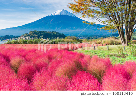 （山梨縣）河口湖大石公園和富士山的秋葉地膚 108113410