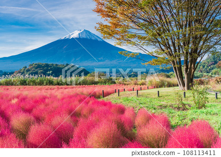 (山梨縣)河口湖大石公園和富士山的秋葉地膚 (山梨縣)河口湖大石公園和富士山的秋葉地膚 108113411
