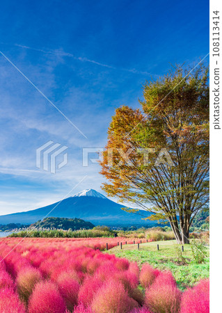 （山梨縣）河口湖大石公園和富士山的秋葉地膚 108113414