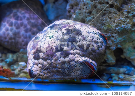 Culcita novaeguineae also known as bun starfish in aquarium closeup  108114097