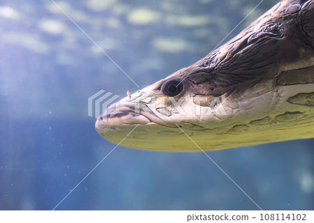 Arapaima fish in aquarium close up Arapaima fish in aquarium close up 108114102
