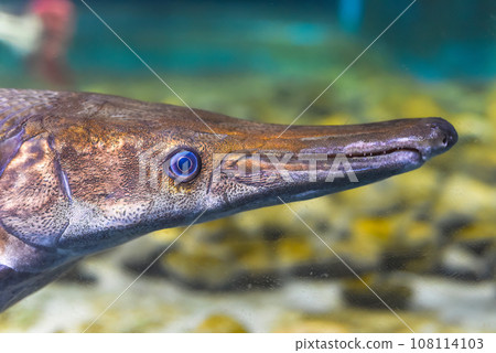 Alligator Gar fish swimming in an aquarium close-up  108114103