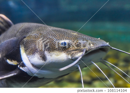 Red tailed catfish in aquarium close up Red tailed catfish in aquarium close up 108114104