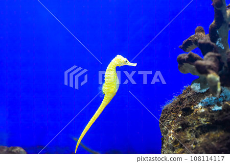 A yellow seahorse in an aquarium 108114117
