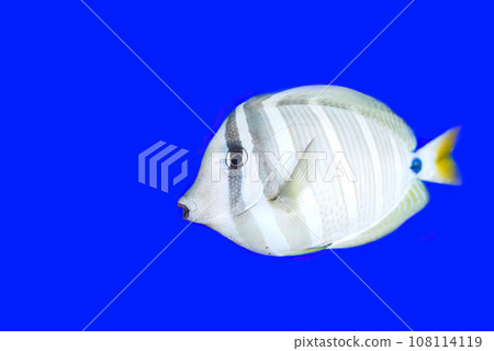 Sailfin tang in aquarium on blue background close-up  108114119
