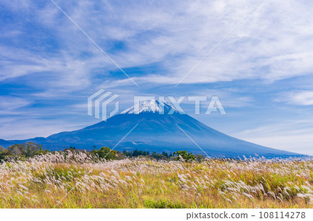 (Shizuoka Prefecture) Mt. Fuji, Asagiri Plateau, pampas grass field, autumn (Shizuoka Prefecture) Mt. Fuji, Asagiri Plateau, pampas grass field, autumn 108114278
