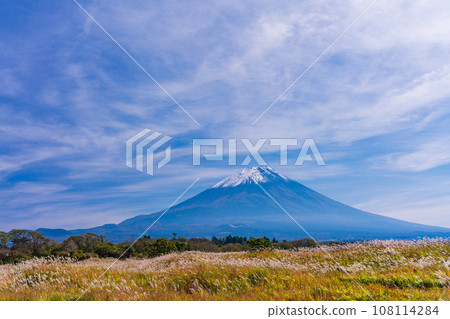 (Shizuoka Prefecture) Mt. Fuji, Asagiri Plateau, pampas grass field, autumn 108114284