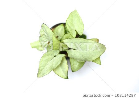 Overhead photography of houseplants 108114287